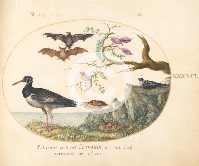 Animalia Volatilia et Amphibia (Aier): Plate XLVI, c. 1575/1580. Creator: Joris Hoefnagel.