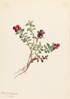Mountain Cranberry (Vaccinium vitisdaea minus), 1916. Creator: Mary Vaux Walcott.