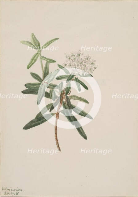 Labrador Tea (Ledum groenlandicum), 1905. Creator: Mary Vaux Walcott.