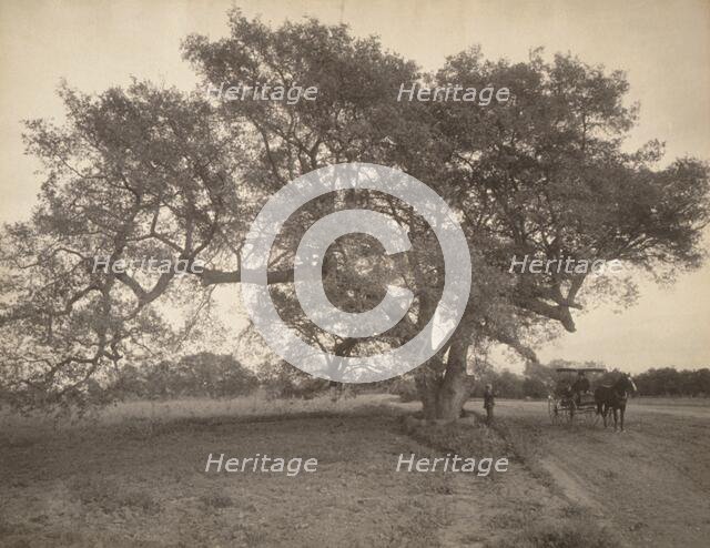 Oak Grove Near Pasadena, California, c.1900. Creator: William H. Jackson.