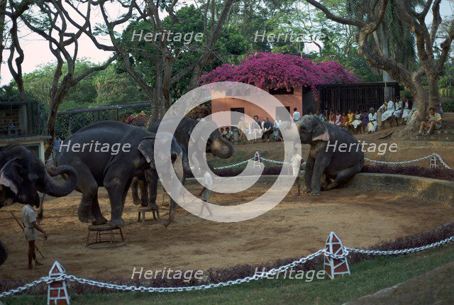 Elephants performing at Columbo zoo in Sri Lanka. Artist: CM Dixon Artist: Unknown