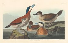 Ruddy Duck, 1836. Creator: Robert Havell.