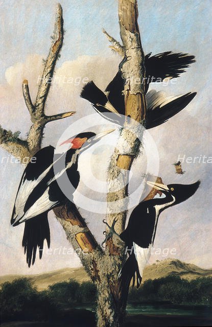 Ivory-billed Woodpeckers, ca. 1830-31. Creator: Joseph Bartholomew Kidd.