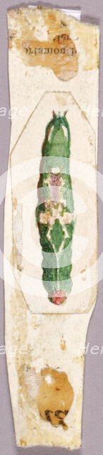 White Birch Leaf Edge Caterpillar, study for book Concealing Coloration in the Animal Kingdom. Creator: Abbott Handerson Thayer.