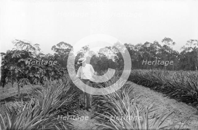 Pineapple farmer and harvesting pineapples, 1905. Creator: Robert Augustus Henry L'Estrange.