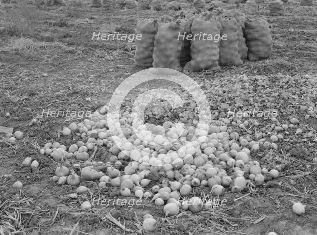 Onions in sacks are drying, Malheur County, Oregon, 1939. Creator: Dorothea Lange.