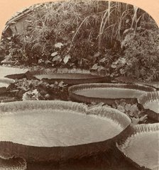'Thureza Lily, Botanical Garden, Hamburg, Germany', 1895. Creator: Keystone View Company.