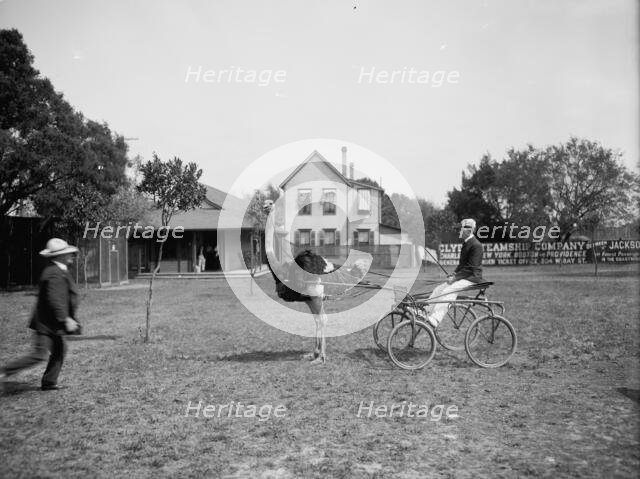 Oliver W., the famous trotting ostrich [at Florida Ostrich Farm, Jacksonville], c1903. Creator: Unknown.