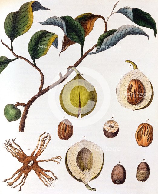 Myrsitica fragrans - nutmeg, c1798. Artist: Unknown