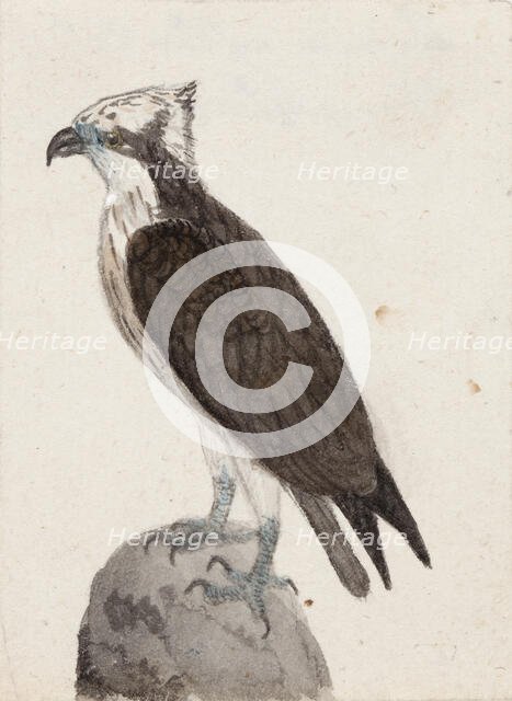 Osprey, 1831. Creator: Ferdinand von Wright.