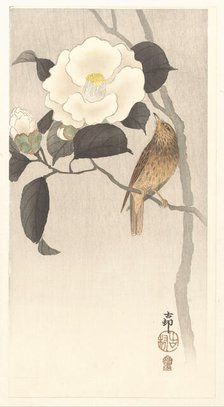 Songbird and blooming camellia, 1900-1910. Creator: Ohara, Koson (1877-1945).