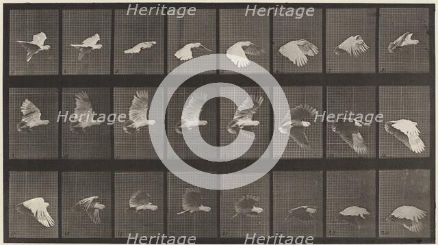 Plate Number 758. Cockatoo flying, 1887. Creator: Eadweard J Muybridge.