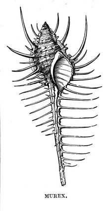 Murex, c1890. Artist: Unknown