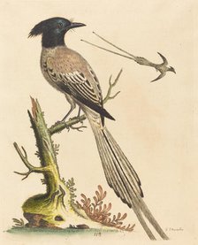 The Black and White Crested Bird of Paradise, published 1743. Creator: George Edwards.