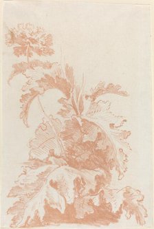 Poppy in Bloom, mid 1760s. Creator: Jean Baptiste Marie Huet.