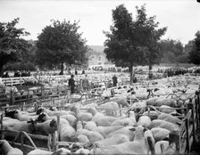 Sheep fair at East Ilsley, Berkshire, c1860-c1922. Artist: Henry Taunt