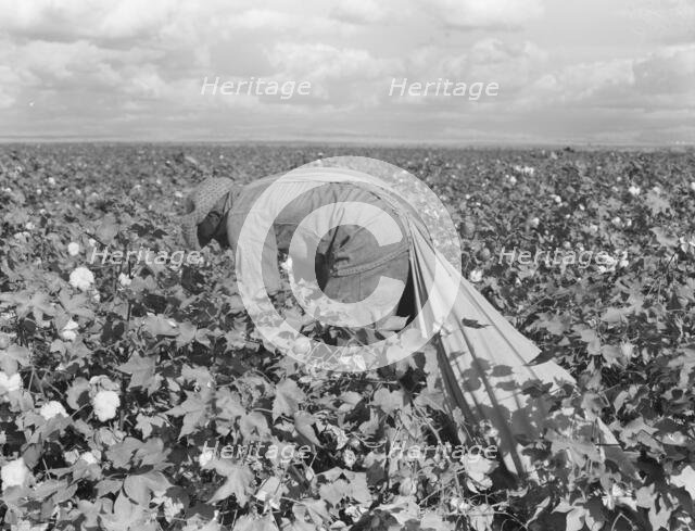 Migratory field worker picking cotton in San Joaquin Valley, California, 1938. Creator: Dorothea Lange.