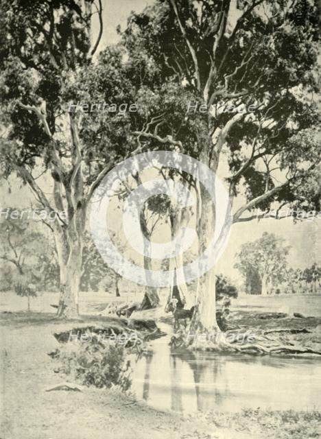 'Old Gums, Mt. Crawford, South Australia', 1901. Creator: Unknown.