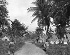 Coconut grove, Port Antonio, Jamaica, c1905.Artist: Adolphe Duperly & Son