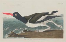 Pied Oyster-Catcher, 1834. Creator: Robert Havell.