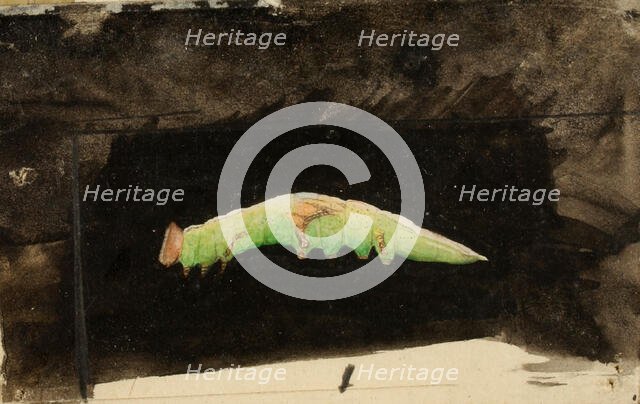 Larger Spotted Beach Leaf Edge Caterpillar..., late 19th-early 20th century. Creator: Emma Beach Thayer.
