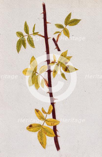 Rose stem with autumn leaves, c1870s. Creator: Unknown.