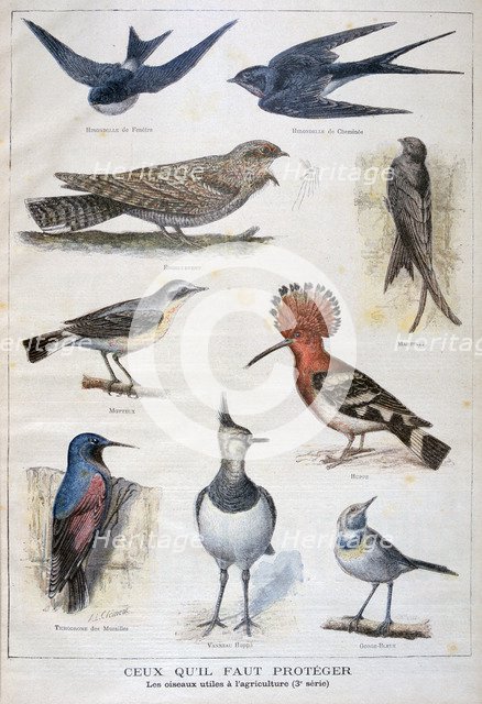 Birds that are protected, and helpful in agriculture, 1897. Creator: F Meaulle.