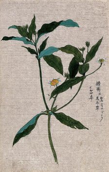 A plant, possibly of the Ranunculaceae family: flowering and fruiting stem. Creator: Unknown.