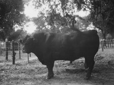 Travel views of Cuba and Guatemala, between 1899 and 1926. Creator: Arnold Genthe.