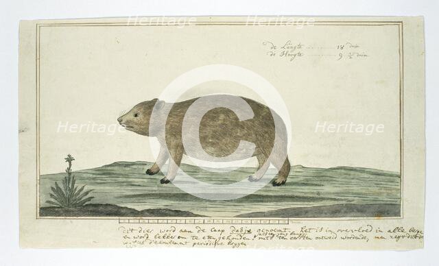 Procavia capensis (Rock hyrax or dassie), 1777-1786. Creator: Robert Jacob Gordon.