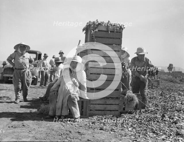 Japanese agricultural workers packing broccoli near Guadalupe, California, 1937. Creator: Dorothea Lange.