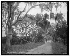 Road to Bostrom's, Ormond, between 1880 and 1897. Creator: William H. Jackson.