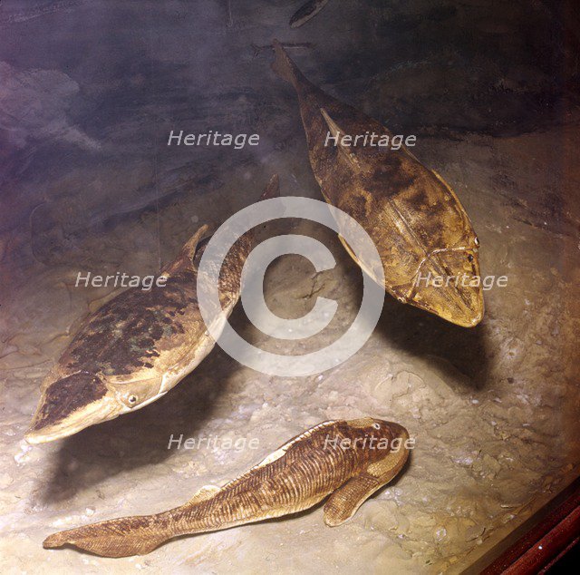 Ostracaderms, (Jawless Fish) from West of England, Early Devonian. Artist: Unknown.