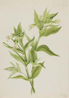 Yellow Willow-Weed (Epilobium lutem), 1906. Creator: Mary Vaux Walcott.