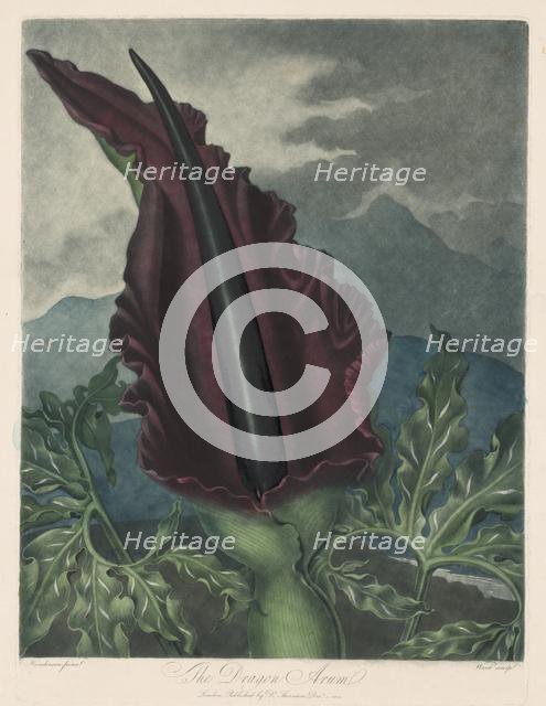 The Dragon Arum, Black Calla or Solomon's Lily, 1799-1807. Creator: Robert John Thornton (British, 1768-1837); William Ward (British, 1776-1826).