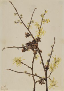 Witch Hazel (Hamamelis virginiana), 1922. Creator: Mary Vaux Walcott.