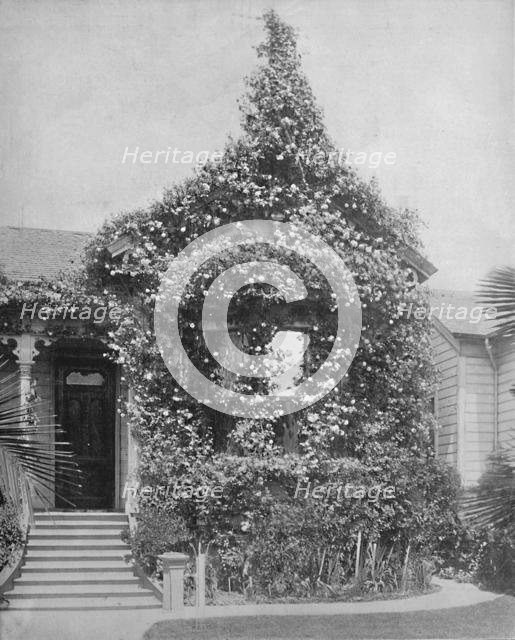 'Rose Cottage, South Spring Street, Los Angeles, California', c1897. Creator: Unknown.