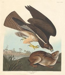 Common Buzzard, 1837. Creator: Robert Havell.