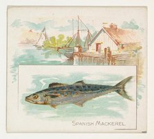 Spanish Mackerel, from Fish from American Waters series (N39) for Allen & Ginter Cigarette..., 1889. Creator: Allen & Ginter.