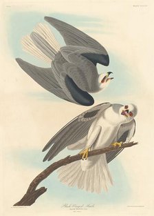 Black-winged Hawk, 1837. Creator: Robert Havell.