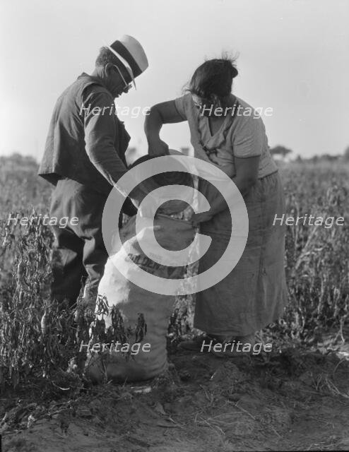 Mexican townfolk sacking peppers near Stockton, California, 1936. Creator: Dorothea Lange.