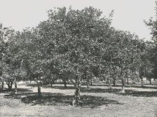 An orange grove near the city, St Augustine, USA, 1895.  Creator: Unknown.