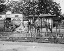 Camels in Central Park Zoo, New York, between 1900 and 1905. Creator: Unknown.
