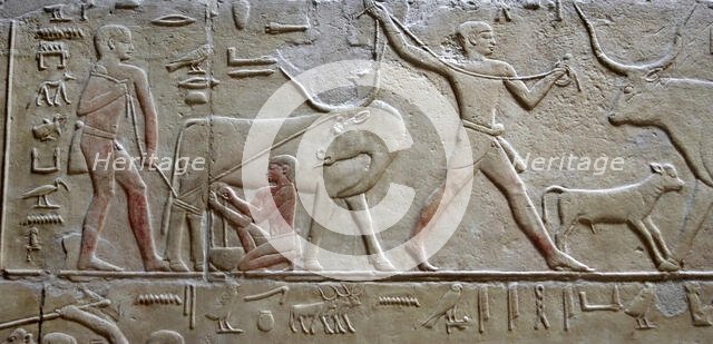 Cattle raising / Milking a cow, polychrome relief, Mastaba of Kagemni, Saqqara, Egypt, 2003. Creator: Unknown.