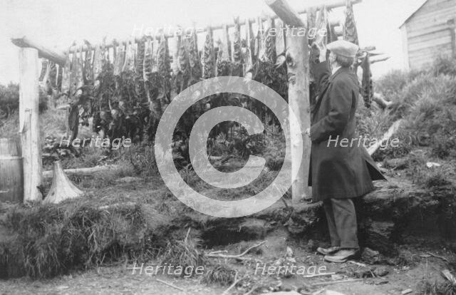 Frank G. Carpenter examining drying salmon, between c1900 and 1916. Creator: Unknown.
