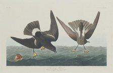 Stormy Petrel, 1835. Creator: Robert Havell.