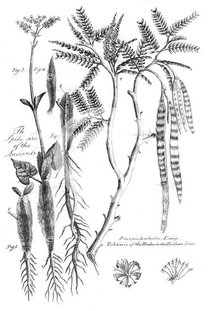 Prosopis Aculeata, 1799. Artist: Unknown
