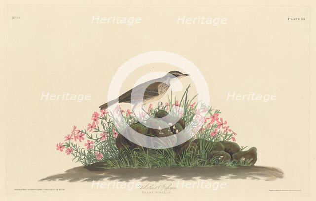 Prairie Titlark, 1830. Creator: Robert Havell.