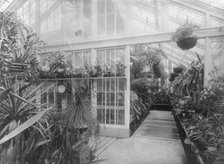 White House orchids, between 1889 and 1906. Creator: Frances Benjamin Johnston.