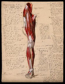 Muscles of the leg and foot: front view, 1800-1899. Creator: Unknown.
